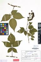 Isotype of Rubus braeuckeriformis H.E.Weber [family ROSACEAE]