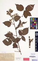 Isolectotype of Rubus carpinifolius var. pseudohemistemon Ade & A.Schumach. [family ROSACEAE]