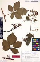 Isotype of Rubus noltei H.E.Weber [family ROSACEAE]