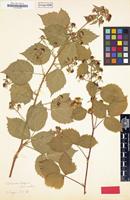 Type of Rubus x vaniloquus A.Schumach. [family ROSACEAE]