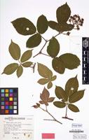 Isotype of Rubus tauni Schnedler & H.Grossh. [family ROSACEAE]