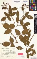 Lectotype of Rubus sprengelii Weihe [family ROSACEAE]