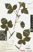 Lectotype of Rubus infestus f. cinarescens Kük. [family ROSACEAE]