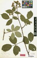 Type? of Rubus argenteus subsp. elegantispinosus A.Schumach. [family ROSACEAE]