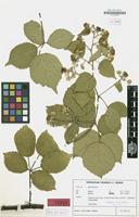 Isotype of Rubus crassidens H.E.Weber [family ROSACEAE]
