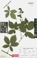 Isotype of Rubus conothyrsoides H.E.Weber [family ROSACEAE]