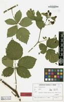 Isotype of Rubus rhytidophyllus H.E.Weber [family ROSACEAE]