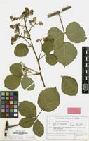 Isotype of Rubus parahebecarpus H.E.Weber [family ROSACEAE]