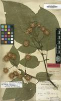 Isosyntype of Adina indivisa Lace [family RUBIACEAE]