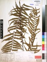 Filed as Asplenium protensum nothovar. pseudo-horridum Hieron. [family ASPLENIACEAE]