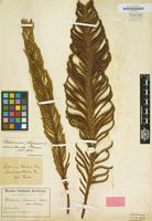 Type of Blechnum columbiense Hieron. [family POLYPODIACEAE]