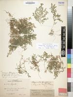 Type of Selaginella magnusii Hieron. [family SELAGINELLACEAE]