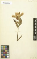 Filed as Iris variegata [family IRIDACEAE]