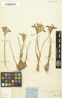 Filed as Iris reticulata [family IRIDACEAE]