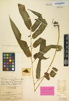 Holotype of Coniogramme fauriei Hieron. [family POLYPODIACEAE]