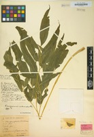 Syntype of Coniogramme intermedia Hieron. [family POLYPODIACEAE]