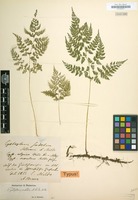 Type of Cystopteris sudetica A.Braun & Milde [family POLYPODIACEAE]