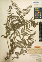 Type of Diplazium griffithii T.Moore [family POLYPODIACEAE]