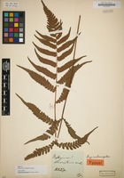 Type of Diplazium lasiopteris Kunze [family POLYPODIACEAE]