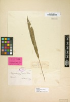 Holotype of Polypodium engleri Luerss. [family POLYPODIACEAE]