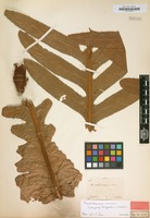 Isotype of Polypodium coronans Wall. ex Mett. [family POLYPODIACEAE]