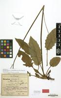Paratype of Hieracium murorum var. malacophyllum Zahn [family COMPOSITAE]
