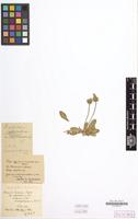 Type? of Hieracium brachiatum subvar. angustisquamum Touton [family COMPOSITAE]