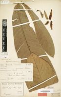 Type of Uvaria gigantea Engl. [family ANNONACEAE]