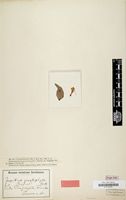 Type of Impatiens gomphophylla Baker [family BALSAMINACEAE]