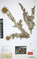 Type of Onopordum candidissimum Salle [family COMPOSITAE]