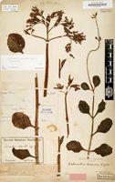 Lectotype of Kalanchoe lateritia Engl. [family CRASSULACEAE]
