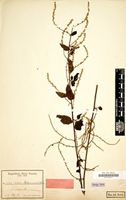 Type of Celosia stuhlmanniana Schinz [family AMARANTHACEAE]