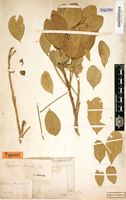 Type of Thilachium africanum Lour. [family CAPPARACEAE]