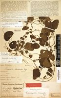 Holotype of Cissampelos truncata Engl. [family MENISPERMACEAE]