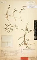 Type of Talinum tenuissimum Dinter [family PORTULACACEAE]