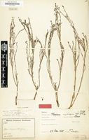 Type of Thesium megalocarpum A.W.Hill [family SANTALACEAE]