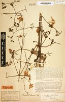 Type of Clematis kassneri Engl. [family RANUNCULACEAE]