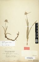 Isotype of Cyperus angolensis Boeckeler [family CYPERACEAE]