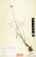 Type of Mariscus karisimbiensis Cherm. [family CYPERACEAE]