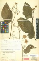 Type of Begonia naumoniensis Irmsch. [family BEGONIACEAE]
