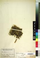 Type of Gomphrena pulvinata Suess. [family AMARANTHACEAE]
