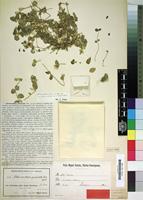 Type of Alternanthera geniculata Urb. [family AMARANTHACEAE]