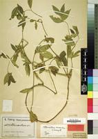 Type of Alternanthera adscendens Suess. [family AMARANTHACEAE]