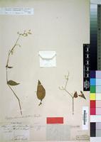 Type? of Alternanthera iresinoides Kunth [family AMARANTHACEAE]