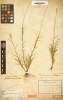 Type of Cenchrus distichophyllus Griseb. [family GRAMINEAE]