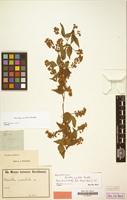 Isolectotype of Urvillea uniloba Radlk. [family SAPINDACEAE]