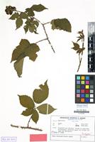 Isotype of Rubus braeuckeriformis H.E.Weber [family ROSACEAE]