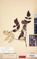 Isotype of Rubus pruinosus Zoll. & Moritzi [family ROSACEAE]
