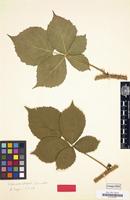 Type of Rubus x vaniloquus A.Schumach. [family ROSACEAE]