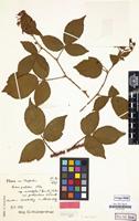 Isolectotype of Rubus sprengelii Weihe [family ROSACEAE]